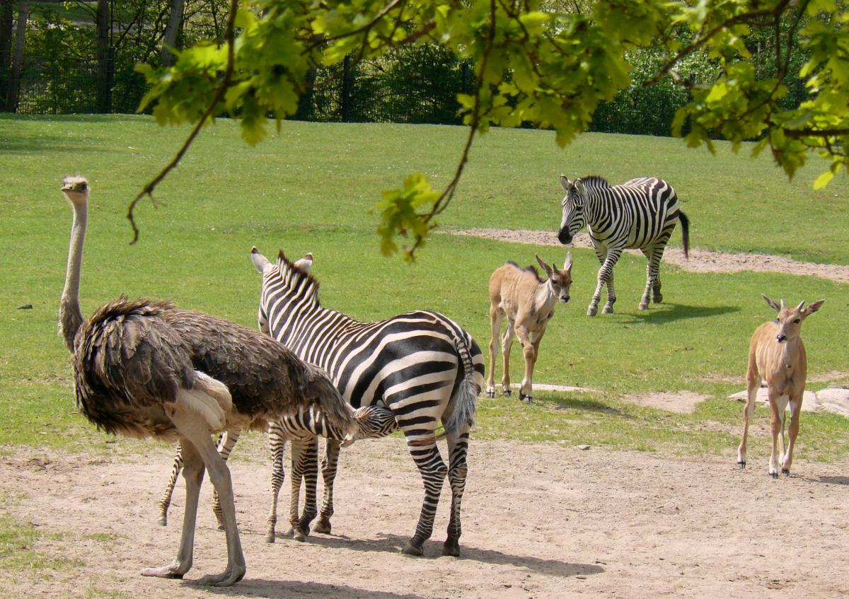Tiergarten Nürnberg